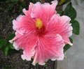Fantasy_Charm LJ.jpg