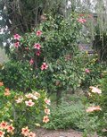 Fiji_Island-bush.JPG