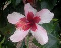 Fijian_Pink.JPG