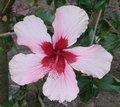 Fijian_Pink2.jpg
