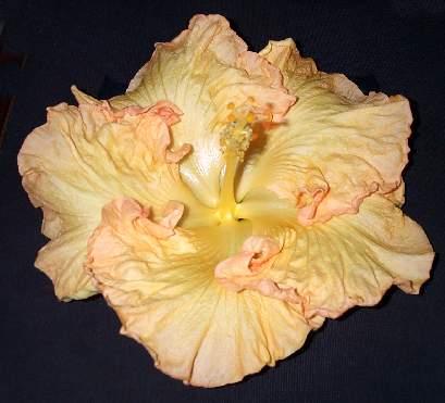 Glasshouse_Gold Wahine_sport AllanL.jpg