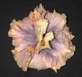 GrannysBonnet.JPG