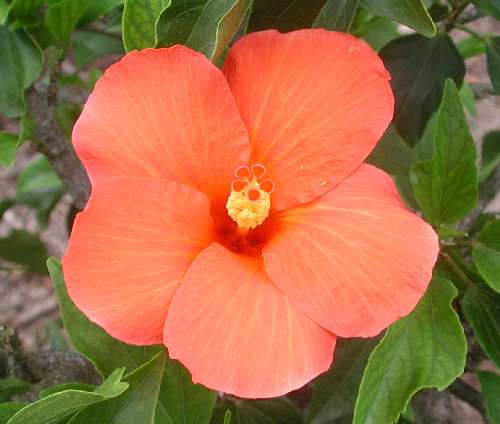 Herberton_Orange1.JPG