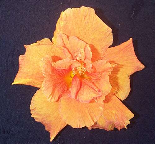 Hi-Ho2.jpg