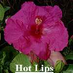 Hot_Lips.jpg