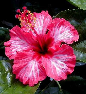 Humming_Bird AKA Waimea_Beauty.jpg
