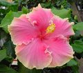 Hawaiian_Sunset Francoise.jpg