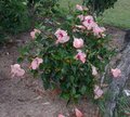 Helen_Walker-bush.JPG