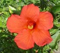 Herberton_Orange.jpg