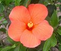 Herberton_Orange1.JPG