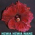 Hiwa_Hiwa_Nani.JPG