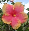 Hubba_Hubba AKA Aloha.JPG