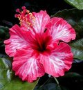 Humming_Bird AKA Waimea_Beauty.jpg