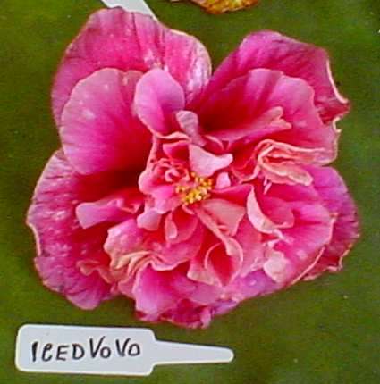 Iced VoVo.jpg