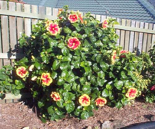 Junes_Joy-bush.jpg