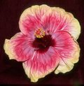 Judge_Edmond_Newbold.jpg