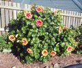 Junes_Joy-bush.jpg