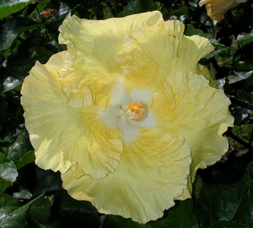 Kinchens_Yellow.jpg