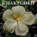 Khaki_Gold.jpg