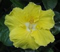 Kinchens_Yellow LarryJ.jpg