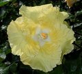 Kinchens_Yellow.jpg