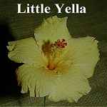 Little_Yella.jpg