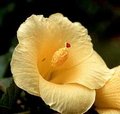 H_Lilliflorus.jpg