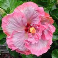 Lavender_Lady (NZ) BobRS.jpg