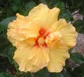 Lemon_Squash5.jpg