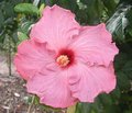 Lilac_Blush Maunder.jpg