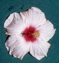 Lillian_Wilder AKA Apple_Blossom.jpg