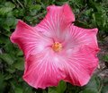 Lils_Pink2.jpg