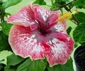 Lily_Torbert Francoise.jpg