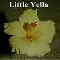Little_Yella.jpg