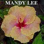 Mandy_Lee.jpg