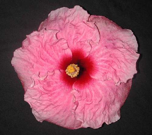 Marjorie_Coral1.JPG