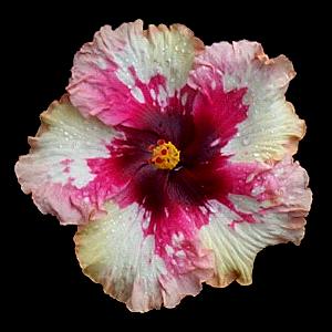 Marjory_Brown2.jpg