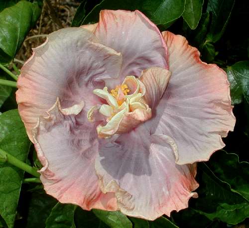 Marjory_June3.JPG