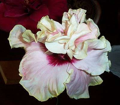 Maroochy_Dawn [Rosalind  x Purple_Majesty] RMan.jpg