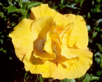 Maroochy_Rose.jpg