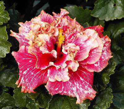 Maroochy_Tango1 WM.jpg
