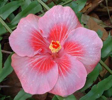 Mary_Louise Gloria.jpg