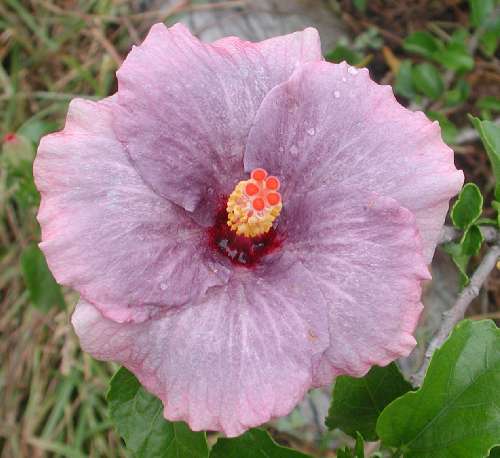 Morning_Glory.JPG