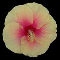 Madang_Sport-1-GrahamB.jpg