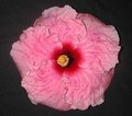 Marjorie_Coral1.JPG