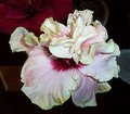 Maroochy_Dawn [Rosalind  x Purple_Majesty] RMan.jpg