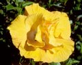 Maroochy_Rose.jpg