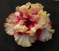 Maroochy_Tango [Rosalind x Purple_Majesty] RMan.jpg