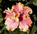 Maroochy_Tango2 WM.jpg