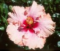 Mataranka_Rose.jpg